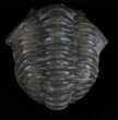 Partially Enrolled Flexicalymene Trilobite From Ohio #10872-1